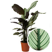 Calathea, follaje verde y blanco